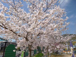 4月